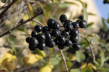Özel çalılıklarda küçük meyveler yakın.