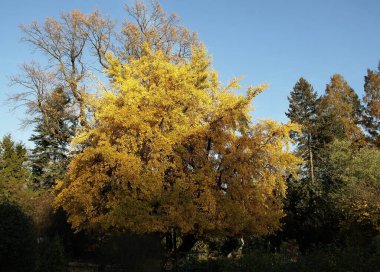Sonbaharda parkta sarı yapraklı Ginkgo-biloba ağacı