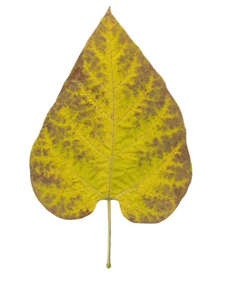 Multicor Várias Folhas Árvores Outono Isolado Perto — Fotografia de Stock