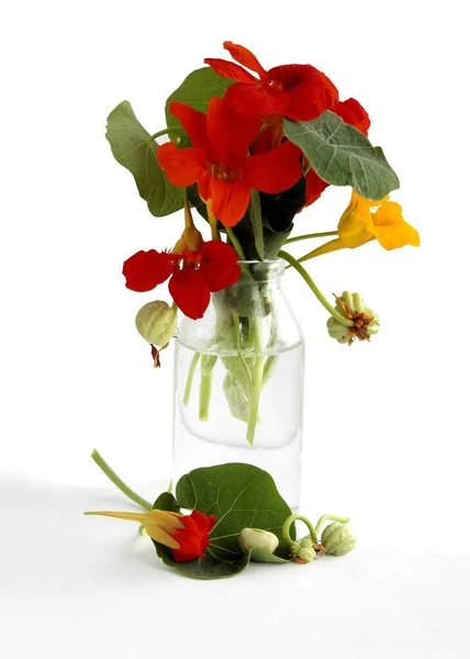 Tropacolum Bitkisi Turuncu Çiçekli Yuvarlak Yapraklı Nasturtiyum — Stok fotoğraf