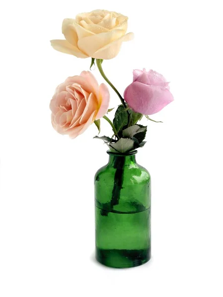 Rosas Rosadas Bastante Aisladas Cerca —  Fotos de Stock
