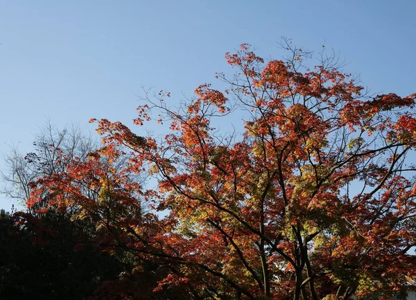 Acero Albero Giapponese Con Fogliame Rosso Autunno — Foto Stock