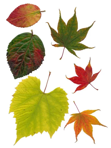Wielokolorowe Różne Liście Drzew Jesienią Odizolowane Bliska — Zdjęcie stockowe