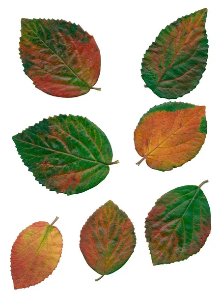 Hojas Bastante Multicolores Del Arbusto Viburnum Carlcephalum Otoño Aislado —  Fotos de Stock
