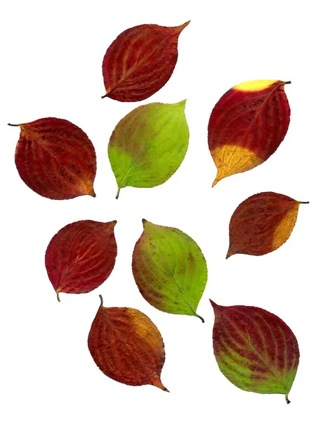 Rotes Und Buntes Laub Des Kornus Cousa Baumes Herbst — Stockfoto