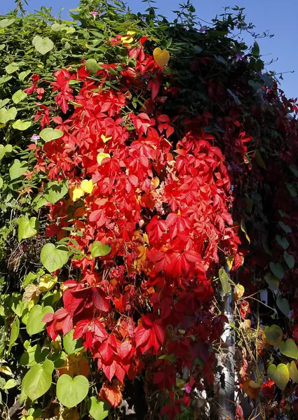Follaje Rojo Colorido Planta Trepadora Parthenocissus Quinquefolia Otoño —  Fotos de Stock