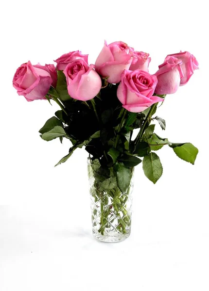 Vackra Rosa Rosor Isolerade Nära Håll — Stockfoto