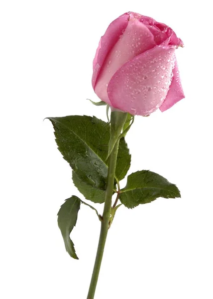 かなりピンク色のバラが閉じ込められ — ストック写真