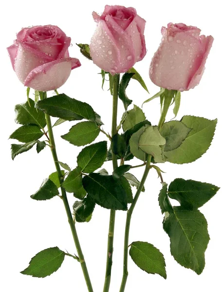 Vackra Rosa Rosor Isolerade Nära Håll — Stockfoto