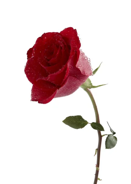 Rote Rose Mit Nassen Blütenblättern Isoliert Aus Nächster Nähe — Stockfoto