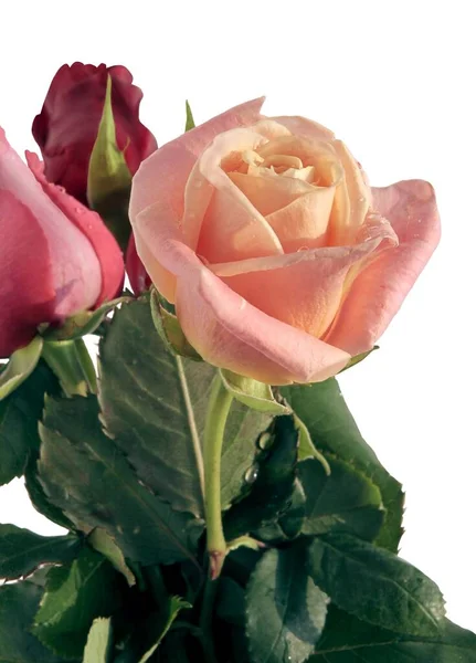 Mooie Roze Rozen Geïsoleerd Close — Stockfoto