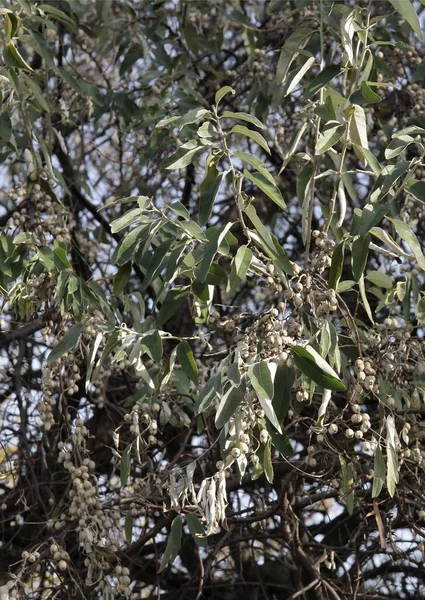 Elaeagnus Angustifolia Tree Green Foliage Yellow Fruits — Stock Photo, Image