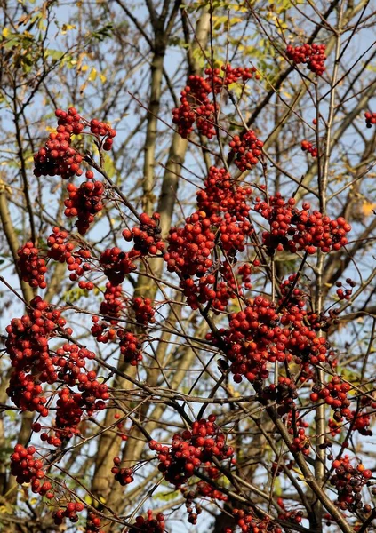 Červené Plody Sorbusu Intermedia Strom Podzim Parku Scénický — Stock fotografie