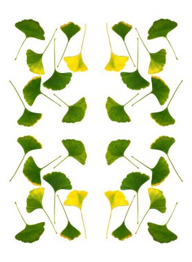 Sonbaharda sarı meyveler ve ginkgo bakireleri yaprakları.