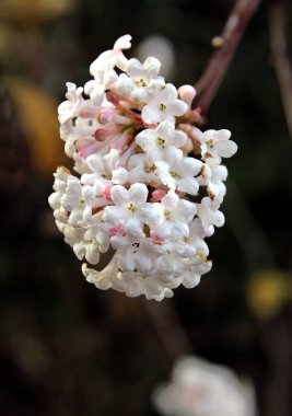 Sonbaharda, Viburnum Farreri ağacının küçük çiçekleri.