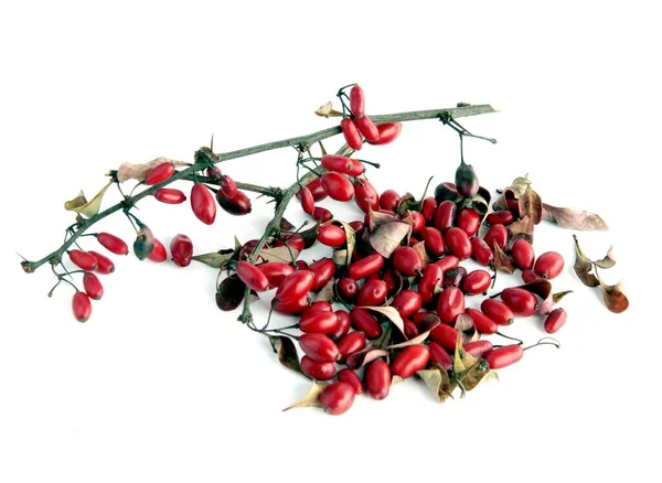 Bagas Vermelhas Berberis Arbusto Como Fitoterapia Natural — Fotografia de Stock