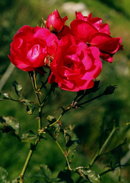 Pretty Red Rose Close — Stock Photo, Image