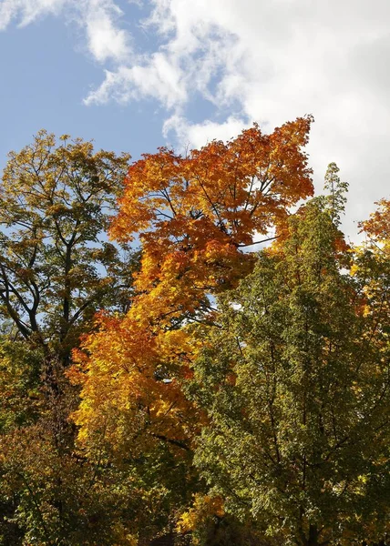 Деревья Желтой Листвой Качестве Осеннего Пейзажа Флоре — стоковое фото