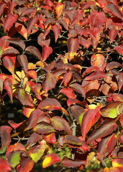 Várias Folhas Multicoloridas Cornus Cousa Árvore Outono — Fotografia de Stock