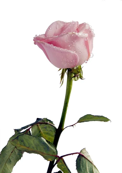 Ziemlich Rose Isoliert Auf Weißem Hintergrund Nahaufnahme — Stockfoto