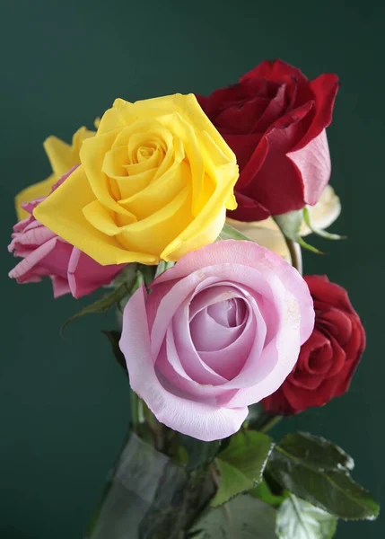 Ziemlich Rose Isoliert Auf Weißem Hintergrund Nahaufnahme — Stockfoto