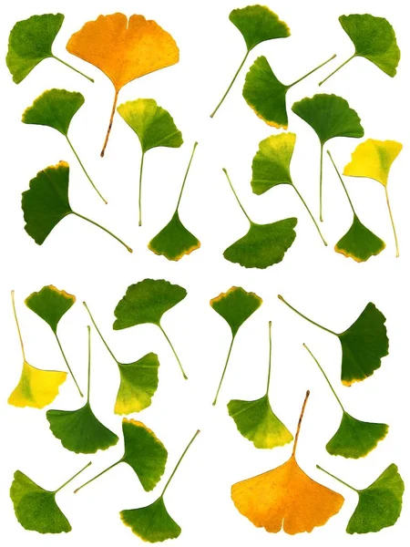 Sonbaharda Sarı Meyveler Ginkgo Bakireleri Yaprakları — Stok fotoğraf