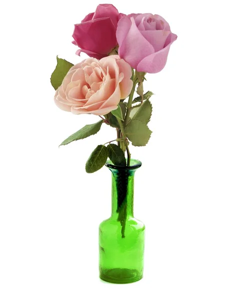 Hezká Růže Izolované Bílém Pozadí Zblízka — Stock fotografie