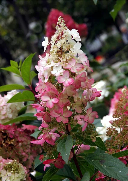 Ganske Rosa Hvit Blomst Hortensiaplanten Nærheten – stockfoto
