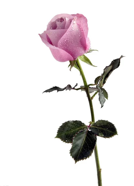 Ładna Róża Odizolowany Białym Tle Zbliżenie — Zdjęcie stockowe