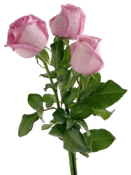 Bonita Rosa Isolado Fundo Branco Perto — Fotografia de Stock
