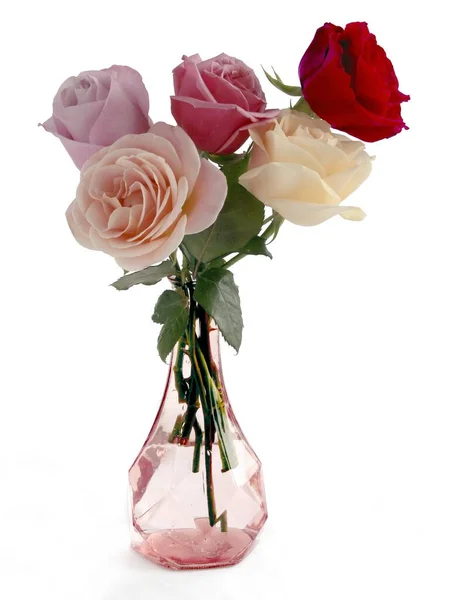 Bonita Rosa Aislada Sobre Fondo Blanco Cerca — Foto de Stock