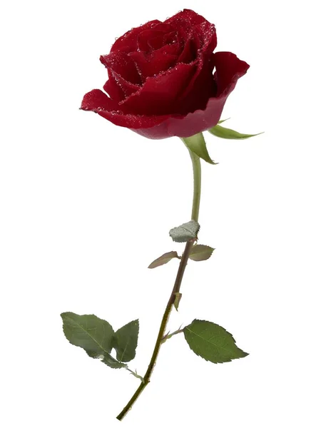 Ładna Czerwona Róża Bliska — Zdjęcie stockowe