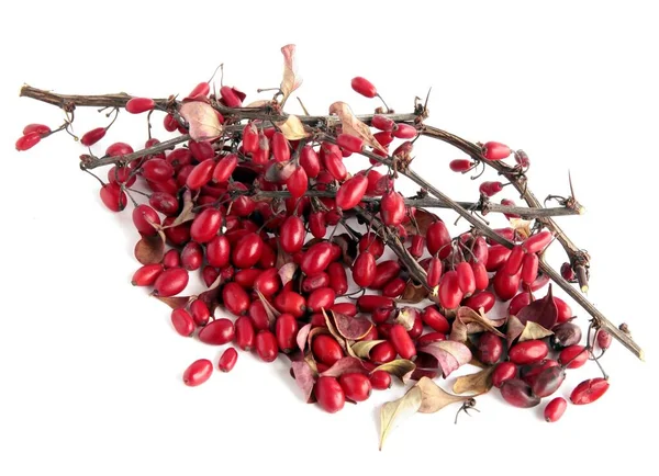 Bagas Vermelhas Berberis Arbusto Como Fitoterapia Natural — Fotografia de Stock