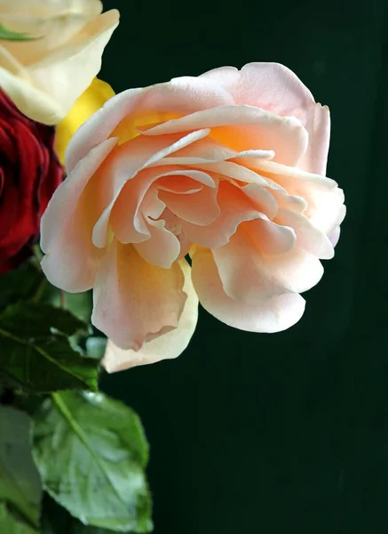 Симпатичная Роза Белом Фоне Крупным Планом — стоковое фото