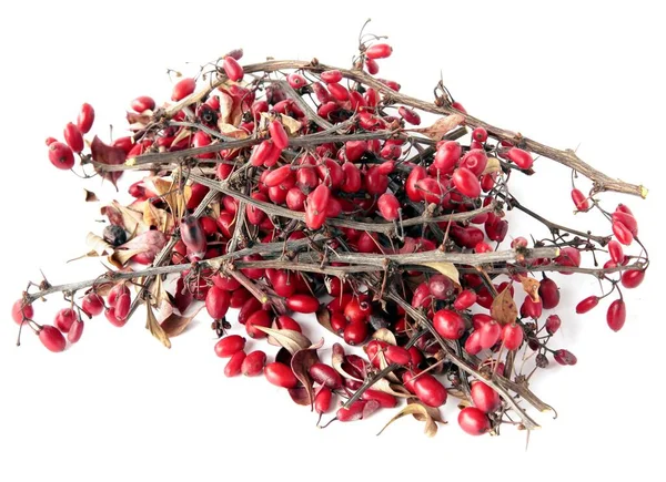 Rode Bessen Van Berberis Bush Als Natuurlijke Kruidengeneeskunde — Stockfoto