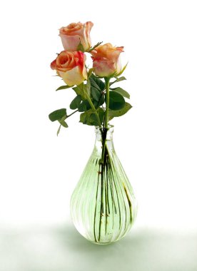 Güzel, ıslak pembe gül yakından izole edilmiş.