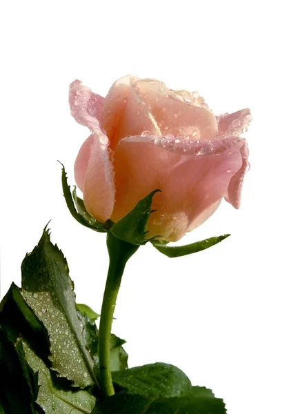 Szép Nedves Rózsaszín Rózsa Elszigetelt Közelről — Stock Fotó