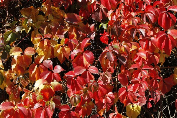 Folhas Vermelhas Marrons Planta Parthenocissus Quinquefolia Outono — Fotografia de Stock