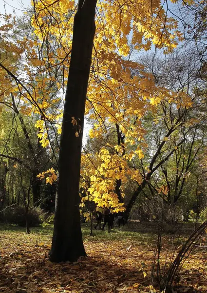 Дерево Carya Cordiformis Желтыми Листьями Осенью Живописно — стоковое фото