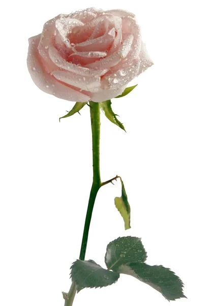 Ładna Mokra Różowa Róża Odizolowana Bliska — Zdjęcie stockowe