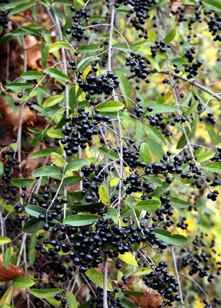 Privet Θάμνος Συστάδες Από Μαύρα Φρούτα — Φωτογραφία Αρχείου