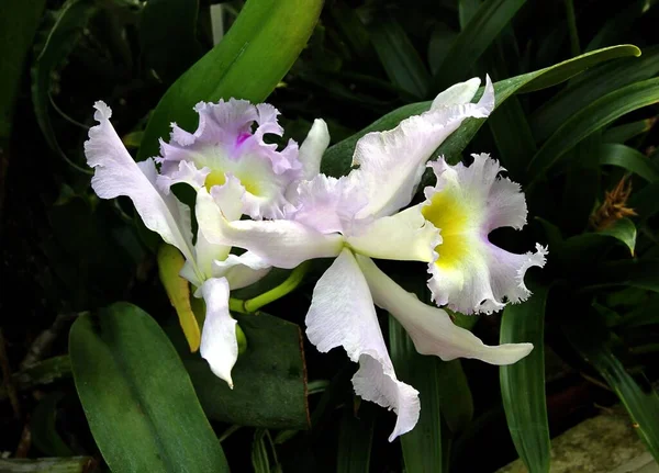 Bastante Blanco Lila Orquídea Cerca — Foto de Stock