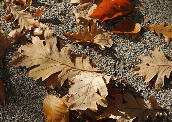 クエルカス コンフェルタ キット 秋になると木も黄色も乾燥し落葉し — ストック写真