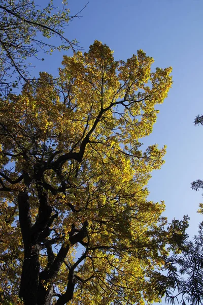 Huge Oak Tree Park Autumn — Stock Photo, Image