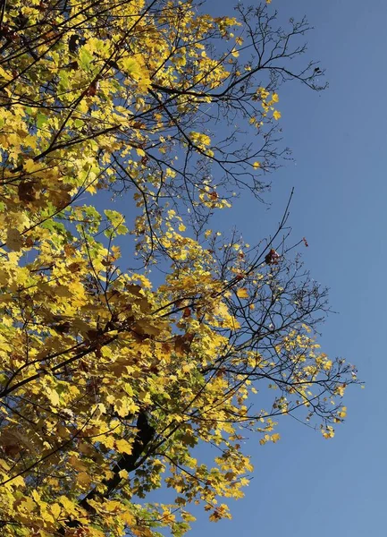 Listnatý Strom Pěkná Podzimní Krajina — Stock fotografie