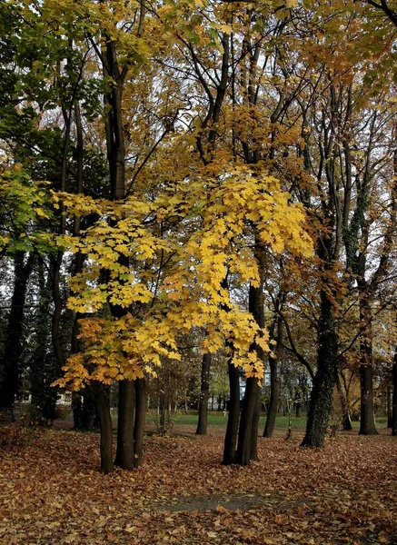 Deciduous Tree Pretty Autumnal Seasonal Landscape — Stock Photo, Image