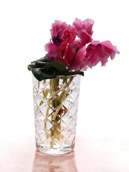 Posy Pink Cyclamen Flowers Glass Vase Close — Stock Photo, Image