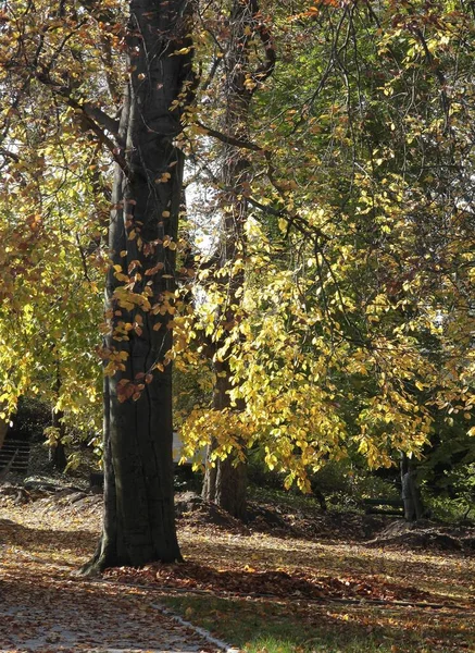 Лиственные Деревья Довольно Осенний Сезонный Пейзаж — стоковое фото