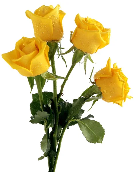 Posy Rosas Amarillas Aisladas Cerca — Foto de Stock