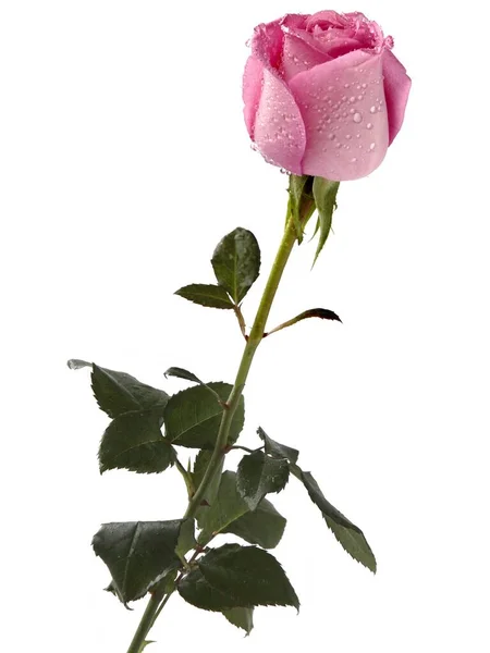 Ładna Mokra Różowa Róża Odizolowana Bliska — Zdjęcie stockowe